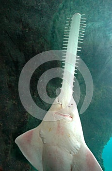 Sawfish shark