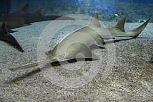 Sawfish underwater close up detail