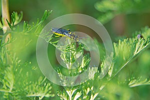 Sawfly