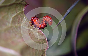 Sawfly Larva