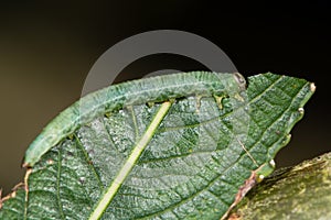 Sawfly larva feeding on willow (Salix sp.)