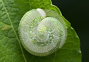 Sawfly larva on leaf