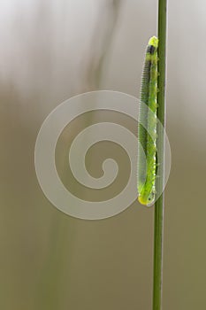 Sawfly larva - Tenthredinidae