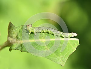 Sawfly larvae eating a green leaf