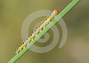 Sawfly larvae on Sedge or Carex