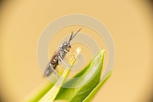Sawfly on lilac leaf