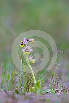 Sawfly Orchid in grassland