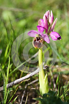 Sawfly Orchid - Ophrys tenthredinifera