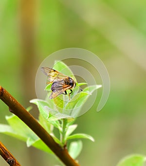 Sawfly sits on willow leaves