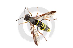 Sawfly Tenthredo on a white background