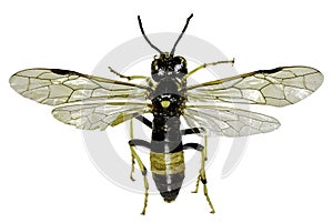 Sawfly Tenthredo on white Background