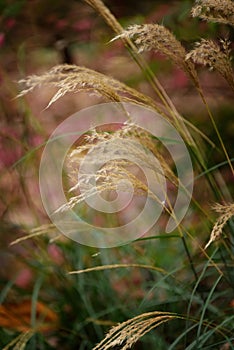 Sawgrass on soft background photo