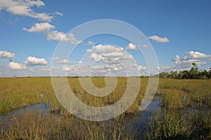 Sawgrass expanse in Everglades National Park, Florida.