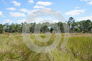 Sawgrass prairie at Corkscrew Swamp Sanctuary photo
