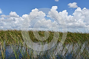 Sawgrass Recreation Park at The Everglades National Park in Fort Lauderdale Florida