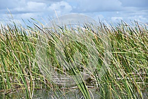 Sawgrass Recreation Park at The Everglades National Park in Fort Lauderdale Florida