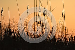 Sawgrass Silhouette at Sunset on Okaloosa Island, Florida photo