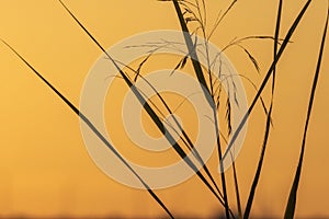 Sawgrass Sunset Silhouette photo