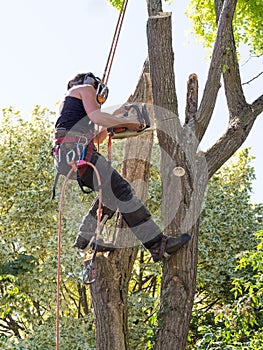 Sawing down a tree