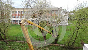 Sawing down tree crowns with a crane and chainsaw time laps