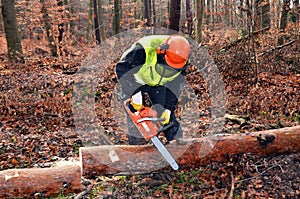Sawing in the forest
