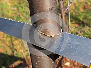 Sawing tree