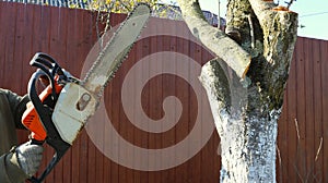 sawing tree branches with an old gasoline saw