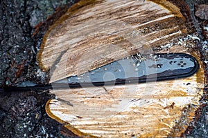 Sawing tree with chainsaw close up