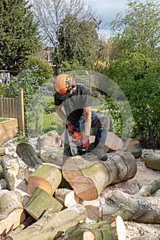 Sawing up a fallen tree photo