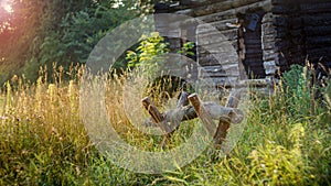 Sawing wood. Rural landscape on a background of green grass in the rays of the setting sun