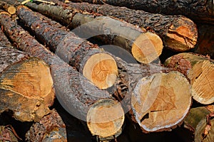 Sawlogs to produce general-purpose lumber