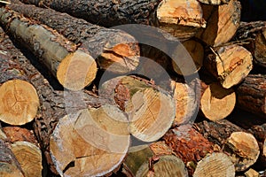 Sawlogs to produce general-purpose lumber