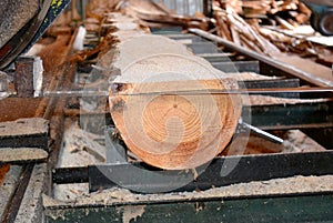 Sawmill. Process of machining logs in sawmill machine saws the tree trunk