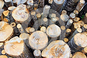 Sawn birch logs at the sawmill