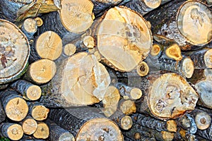 Sawn birch logs at the sawmill