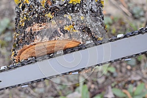 sawn electric sawing tree