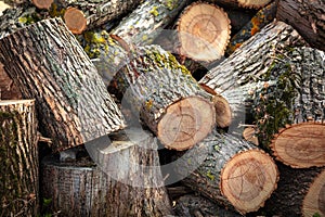 Sawn firewood in the yard