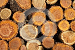 Sawn folded logs