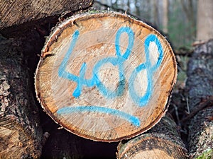 Sawn log with painted code