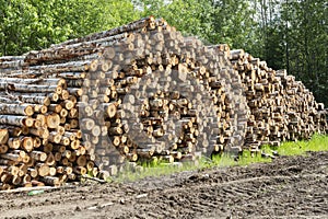 Sawn logs in the woods. Pile of sawn wood