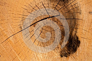 Sawn oak tree log textured background