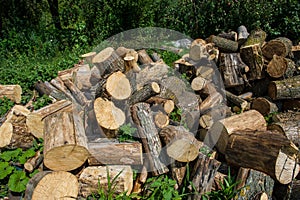 Sawn pieces of dry tree trunks