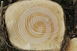 Holz ein Baum 