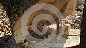 Sawn tree in the forest. The result of the lumberjack's work.