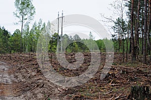 Sawn tree logs and tree bark. A big pile of wood. Global warming