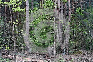 Sawn tree logs and tree bark. A big pile of wood. Many parts of a sawn tree trunk. Environmental problem.