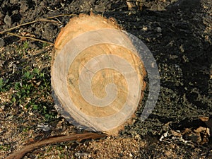 sawn tree in a park in winter