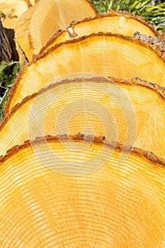 Sawn tree rounds closeup of circle patterns of a cut tree showing annual growth