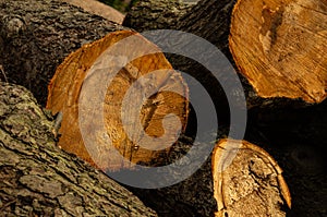 Sawn tree trunk with chainsaw, fresh wood