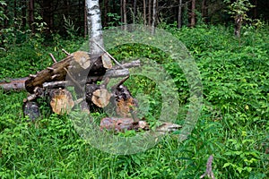 Sawn tree trunk. The wood was cut into stumps in the forest. Firewood from the sawed pine trees lie on the ground